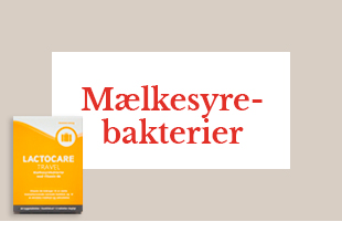 Mælkesyrebakterier