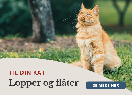 https://www.webapoteket.dk/guides/pleje-til-dyr/katte/lopper-og-flaater/