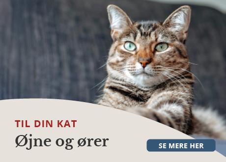 https://www.webapoteket.dk/guides/pleje-til-dyr/katte/oejne-og-oere/