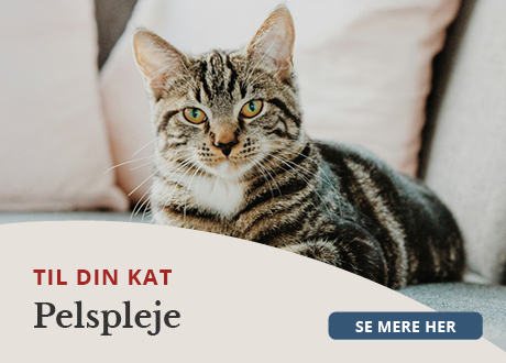 https://www.webapoteket.dk/guides/pleje-til-dyr/katte/pelspleje/