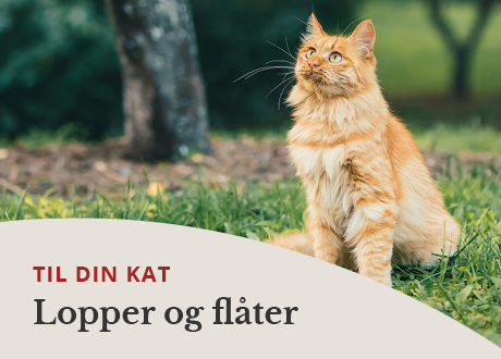 https://www.webapoteket.dk/dyr/flaat-og-loppemidler