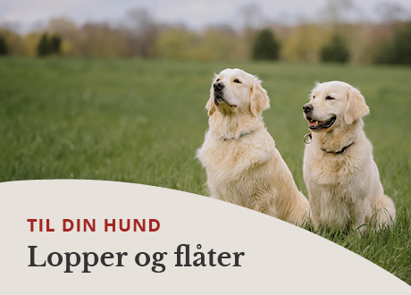 https://www.webapoteket.dk/dyr/flaat-og-loppemidler